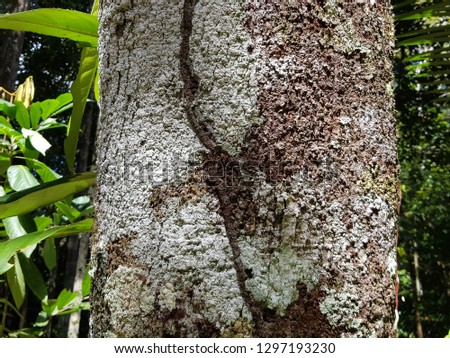 Ocotea aciphylla  (Nees) Mez is a species of Ocotea in the Lauraceae plant family. Amazon rainforest, Brazil Stock fotó © 
