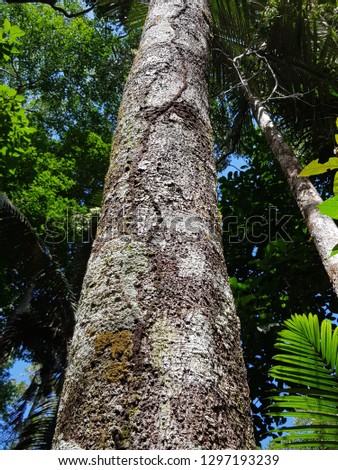 Ocotea aciphylla  (Nees) Mez is a species of Ocotea in the Lauraceae plant family. Amazon rainforest, Brazil Stock fotó © 