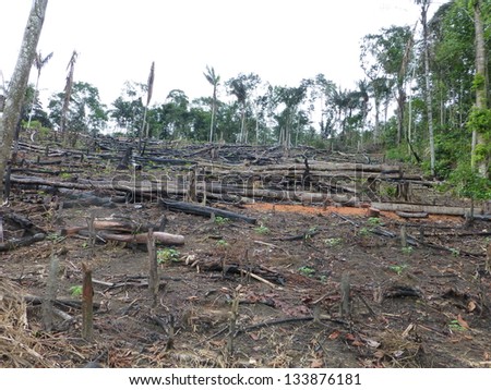 This was once a rainforest. Tropical forest destroyed by burning in the Amazon area of  Brazil. Image taken on 3 March 2013