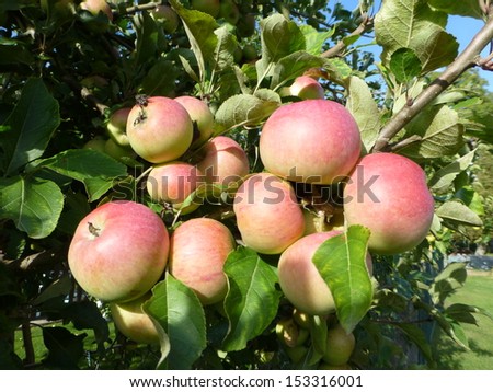 Apple tree (Malus) with fruits