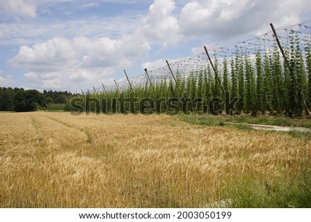 Similar – Foto Bild Reinheitsgebot | grünes Versprechen