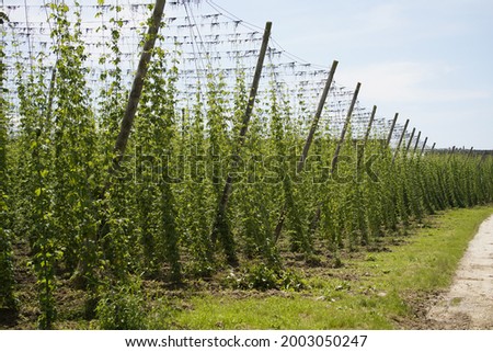 Similar – Foto Bild Reinheitsgebot | grünes Versprechen