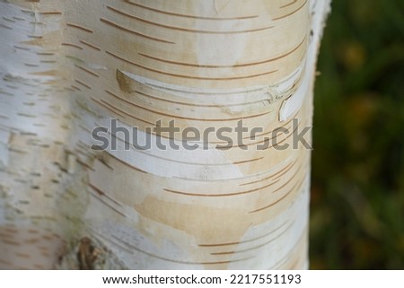 Betula utilis, Himalayan birch. Betulaceae family. Photo stock © 