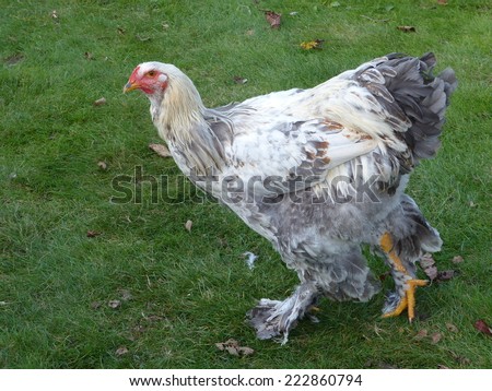 The Brahma is a large breed of chicken developed in the United States from very large birds imported from the Chinese port of Shanghai.