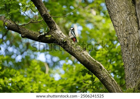 Similar – Image, Stock Photo Great spotted woodpecker on tree trunk