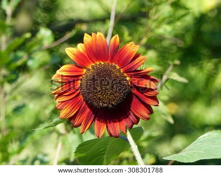 Red Yearling sunflower  (Helianthus annuus)