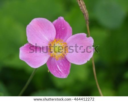 Similar – Image, Stock Photo vegetation Chinese Anemone