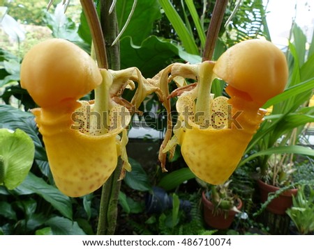  HOA GIEO TỨ TUYỆT - Page 79 Stock-photo--coryanthes-macrantha-is-an-epiphytic-orchid-from-the-genus-of-the-bucket-orchids-orchidaceae-486710074
