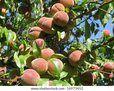 Peach - tree with fruits