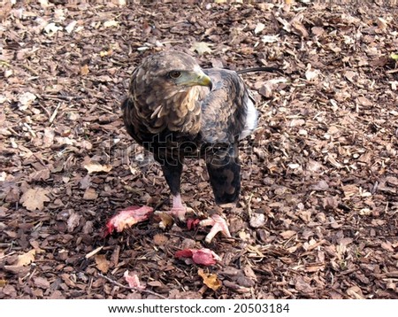 Falconiformes, is a group of about 290 species of birds that include the diurnal birds of prey