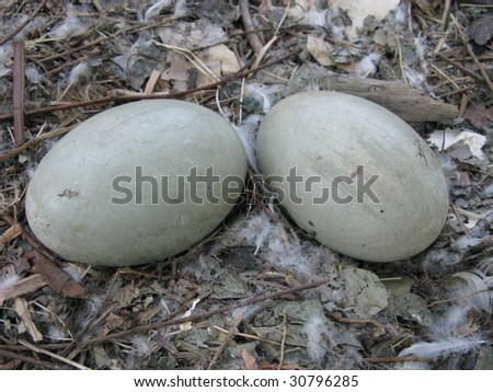2 swan eggs not hatched (Cygnus olor) probably the eggs were not fertilized.