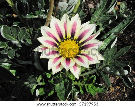 Gazania is a genus of flowering plants in the family Asteraceae, native to Southern Africa. It is often planted as drought-tolerant ground cover.