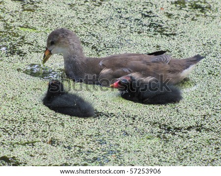 The Common Moorhen, or Common Gallinule, (Gallinula chloropus) is a bird in the Rail family with an almost worldwide distribution.