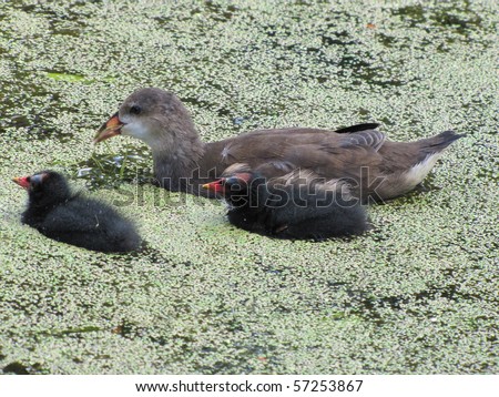 The Common Moorhen, or Common Gallinule, (Gallinula chloropus) is a bird in the Rail family with an almost worldwide distribution.