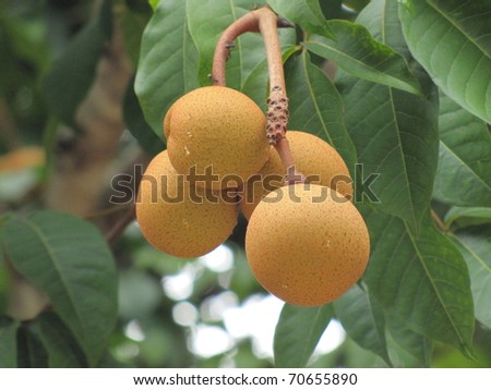 Manilkara zapota commonly known as the sapodilla, is a long-lived, evergreen tree native to southern Mexico, Central America and the Caribbean