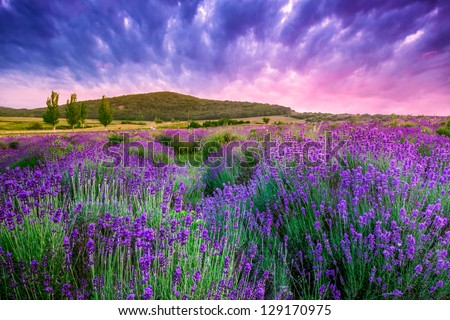 Sunset Over A Summer Lavender Field In Tihany, Hungary- This Photo Make ...