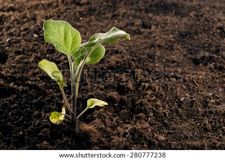 newly planted seedlings in the vegetable garden for a a healthy diet