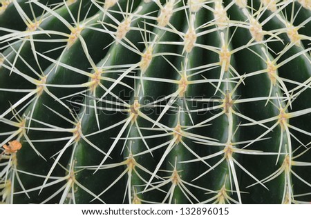Tight close up of cactus pattern.