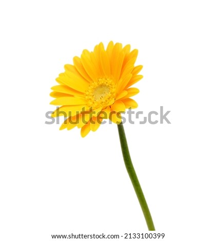 Gerbera daisy flowers on white background  Foto stock © 