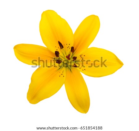 Similar – Image, Stock Photo yellow star flowers of golden lily against dark background