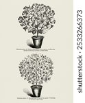 1. Hedera canariensis 2. Commo Ivy from The Ivy, a Monograph (1872). Plant nature illustration. Vintage plant tree art drawing illustration, old tree with leaves nature painting art print.