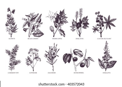 10 Most Poisonous Plants Collection . Botanical Hand Drawn Illustration. Vintage Noxious Plants Sketch Set  Isolated On White.