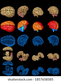 100 Megapixels Set - Human Brain With Roentgen Style Image And Highlighted Zones Isolated, Medical Discovery Concept - Digital High Resolution Medical 3D Illustration