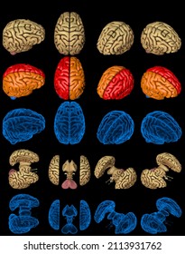 100 megapixels set - human brain with rontgen style image and highlighted zones isolated, mental research concept - creative hi-res medical 3D illustration
