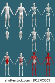 135,919 Anatomy muscle Images, Stock Photos & Vectors | Shutterstock