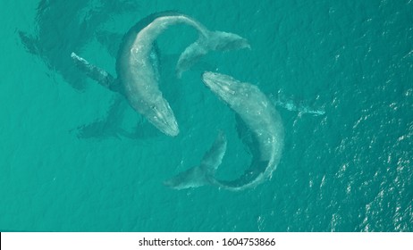 2 Humpback Whale Aerial View Ocean Swimming 3d illustration 3d render
