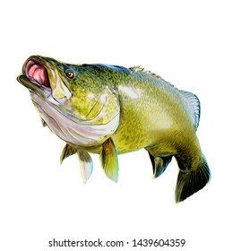 2 Murray Cod Fish Fishing Sport Stock Illustration 1439604359 ...