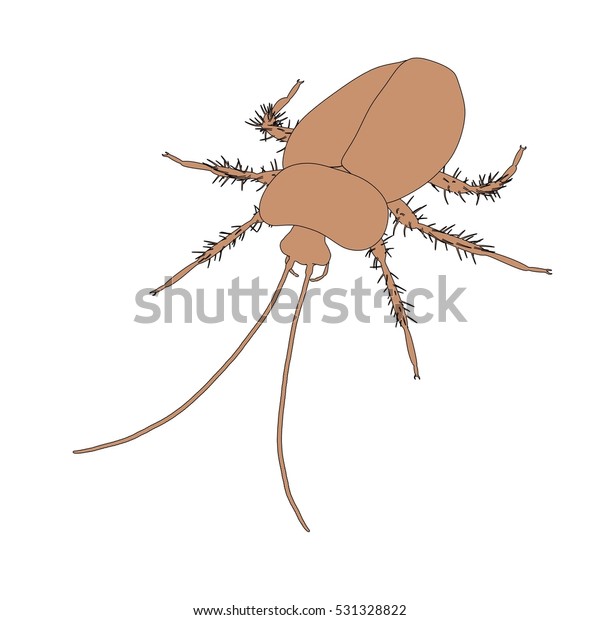 2d Cartoon Illustration Cockroach Stock Illustration 531328822 ...