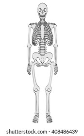 2d Cartoon Illustration Female Skeleton Stock Illustration 408486439 ...