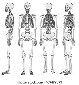 2d Cartoon Illustration Human Skeleton Stock Illustration 409499593 ...