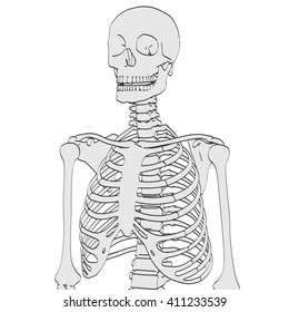 2d Cartoon Illustration Human Skeleton Stock Illustration 411233539 ...