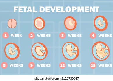 2d Illustration Fetal Development System Stock Illustration 2120730347 ...