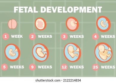 2d Illustration Fetal Development System Stock Illustration 2122214834 ...