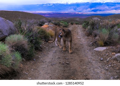 3 D Rendering Of A Puma( Mountain Lion) In The California Desert.