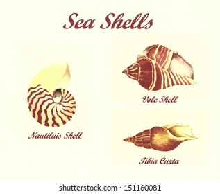 11 Vole shells Images, Stock Photos & Vectors | Shutterstock