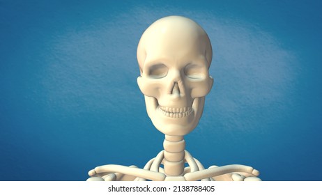 3d Abstract Medical Animation Of The Human Skull