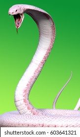 3d Albino King Cobra Snake Isolated Stock Illustration 603641321