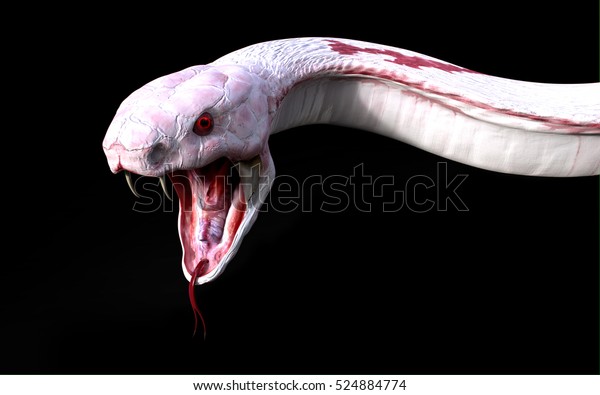 黒い背景に3dアルビノのキングコブラヘビ ヘビの攻撃 コブラヘビ 3dレンダリング 3dイラスト のイラスト素材 Shutterstock
