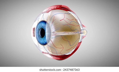 3D anatomical model of an Eye