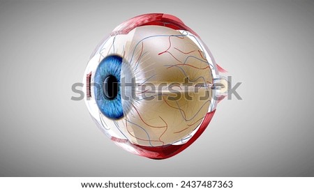3D anatomical model of an Eye