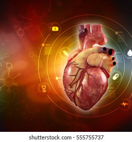 3d Anatomy Of Human Heart 