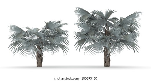 3d Bismark Palm Isolated Over White