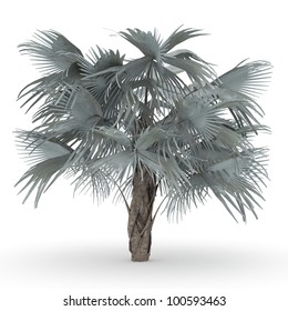 3d Bismark Palm Isolated Over White