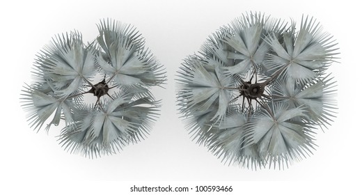 3d Bismark Palm Isolated Over White