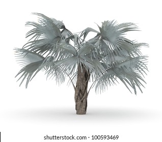 3d Bismark Palm Isolated Over White