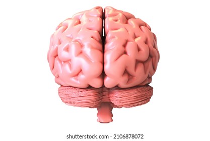 3D Brain Model Back View Rendering 